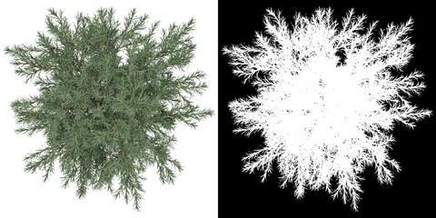 Top view of tree (Platycladus Orientalis) png with alpha channel to cutout 3D rendering	