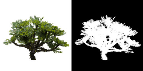 Wall Mural - Left view of tree (Selaginella Tamariscina) png with alpha channel to cutout 3D rendering	
