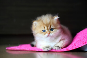 British long hair kitten, golden color, purebred and beautiful, the cat slept on the pink carpet on the wooden floor in the house and was looking straight.