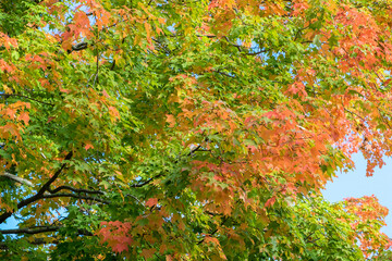 Sticker - Colorful fall foliage, Massachusetts, USA.