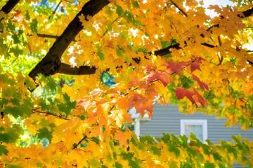 Wall Mural - Colorful fall foliage, Massachusetts, USA.