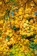 Sticker - Colorful fall foliage, Massachusetts, USA.