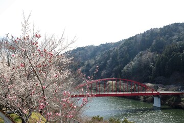 Poster - 奈良県　月ヶ瀬梅林