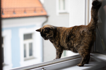 Katze am Fenster