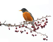 American Robin Bird On The Tree Branch With Red Fruit