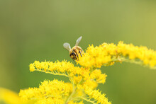 Bee And Flower. Close Up Of A Large Striped Bee Collecting Pollen On A Yellow Flower Solidago (goldenrod Common) On A Sunny Bright Day. Macro Photography. Summer And Spring Backgrounds