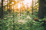 Spiders Web Hanging On Young Green Fir Tree In Forest During Sunny Summer Evening