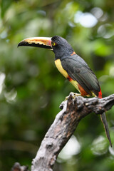 Wall Mural - Toucan Collared Aracari, Pteroglossus torquatus, bird with big bill. Toucan sitting on the moss branch in the forest, Boca Tapada, Costa Rica. Nature travel in central America