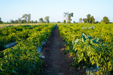 Green chili agriculture field in India