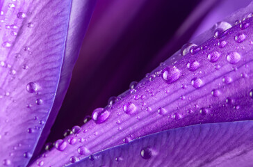 purple petals close-up with water drops