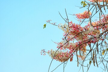 Wall Mural - (Cassia javanica) pink rainbow flowers blooming pink bath tree background beautiful sky in summer thailand nature background Selectable focus.