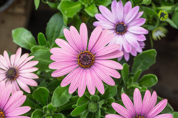 Blooming red blue chrysanthemum flowers and green leaves，Arctotis stoechadifolia var.grandis