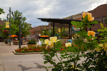 Wall Mural - Downtown_Fort Collins Colorado