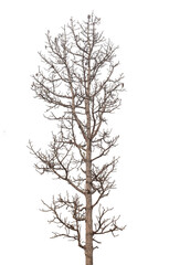 Wall Mural - Branch of dead tree with clipping path isolated on white background.