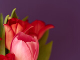 Fototapeta Tulipany - Close up view to the pink and red tulips on vivid background.