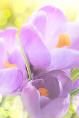 Wall Mural - Gentle spring flowers. Macro of crocuses flowers, natural floral background