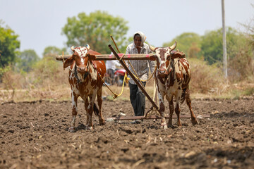 Indian farmer working with bull at his farm