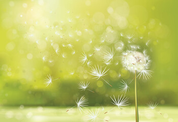 Wall Mural - vector the one dandelion on spring, green background.