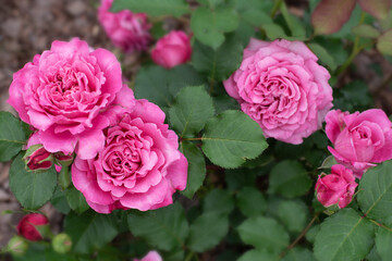 Wall Mural - Pink rose in garden on green background. Agnes Schilliger rose