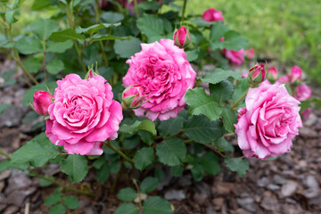 Wall Mural - Pink rose in garden on green background. Agnes Schilliger rose
