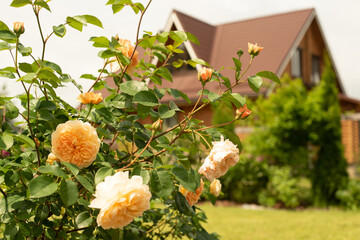Wall Mural - Yellow rose in garden on blue sky background. english rose near country house