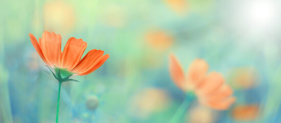 Wall Mural - beautiful floral spring background banner. cosmos flowers in sunlight. soft selective focus.