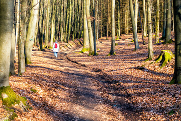 Sticker - Wanderung im Buchenwald