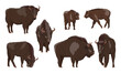 European bison Bison bonasus set. Males, females and calves European wood bison. The wisent or the zubr. Realistic vector wild animals of Europe. Bialowieza Forest.