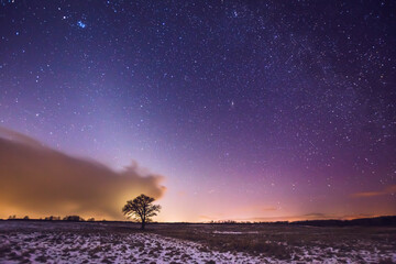 Wall Mural - Landscape of zodiacal light with stars and a tree