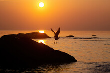 A Bird Silhouette Flying Off The Rocks At Sunrise At Hua Hin Beach, Thailand.