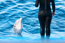 Girl And Dolphin In The Dolphinarium . Trained Dolphin With Trainer 