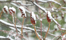 Winter Snowfall. Close Up Photo Of The Plants Made By Rhus Typhina (velvet Sumac) Ornamental Tree.