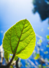 Sticker - Vertical closeup shot of a green leaf on blue blurred background