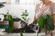Plant transplant, woman care houseplant and transplanting plant