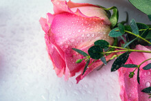 A Beautiful Fresh Rose On A White Table With Water Drops.