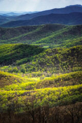 Wall Mural - Sunlight illuminating the fresh greens of Spring down in the valleys of Shenandoah National Park.