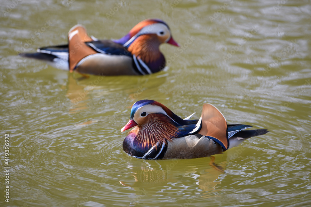 Mandarin duck swimming in a pond in Changgyeonggung Palace at Seoul ...