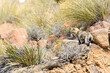Afrikaanse Wilde Kat, African Wild Cat, Felis silvestris