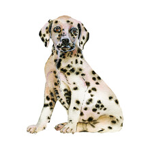 Watercolor Portrait Of White In Black Dots Dalmatian Breed Dog Isolated On White Background.