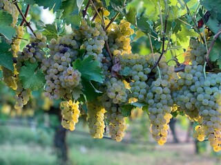  grapes in vineyard