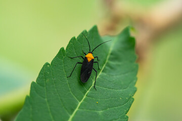 Orange and Black Plant Bug in Summer