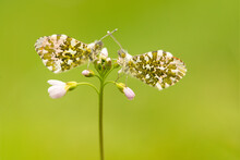 Two Male Orange Tip Butterflies Resting On A Flower Across Each Other On A Green Background