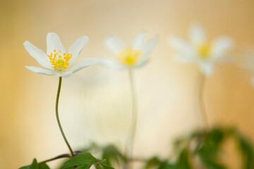 Three wild anemone flowers in bloom on a soft yellow natural background