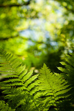 Green Fresh Fern Leafs In A Forest With Trees In The Background And A Blue Sky