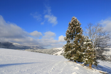 Poster - pine tree on mountain meadow