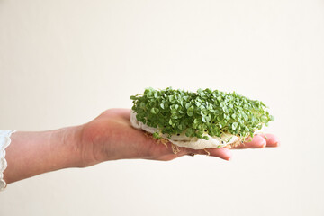 Female hand holding microgreens, sprouts of young green basil on a white background in white clothes. Copy space