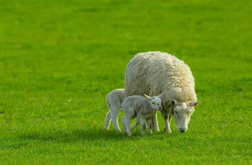 Wall Mural - A ewe and her two newborn lambs with one lamb very close to her.  Concept: A mother's love.  The ewe is grazing in a lush green meadow.  No people.  Horizontal.  Space for copy.