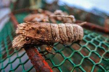 lobsters on the net