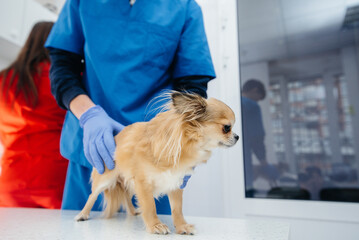 In a modern veterinary clinic, a thoroughbred Chihuahua is examined and treated on the table. Veterinary clinic