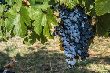 bunch of grapes